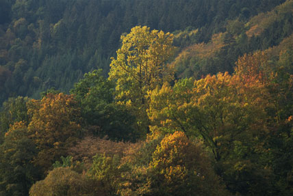 Odenwald