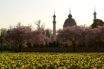 Moschee, Kirchblüte und Nrcissen  im Schwetzinger Schlosspark