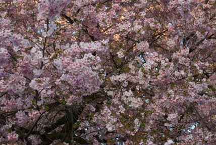 japanische Kirchblüte