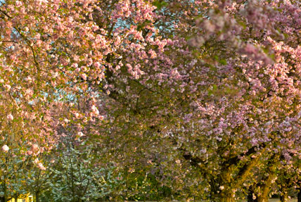 Die japanische Kirschblüte im Schwetzinger Schlossgarten