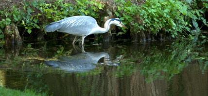 Fischreiher