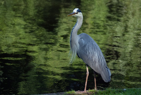 Fischreiher im Schwetzinger Schlossgarten