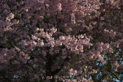 Japanese cherry blossoms