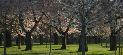 japanische Kirschblüte