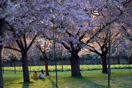 Japanese cherry blossoms