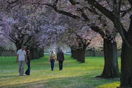 japanische Kirschblüte