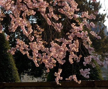 Japanese cherry blossoms