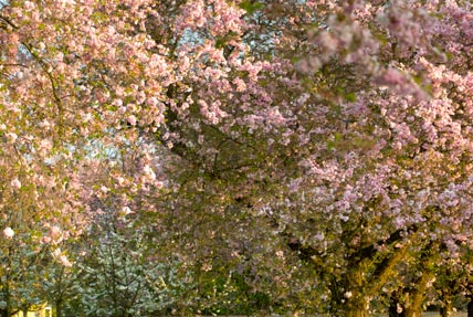 Japanese cherry blossoms