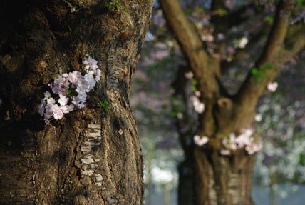 Die japanische Kirschblüte im Schwetzinger Schlosspark