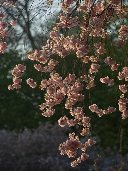 Die japanische Kirschblüte im Schwetzinger Schlosspark