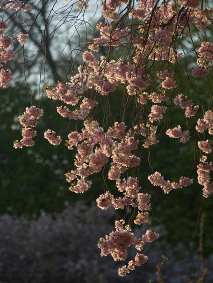 Japanese cherry blossoms