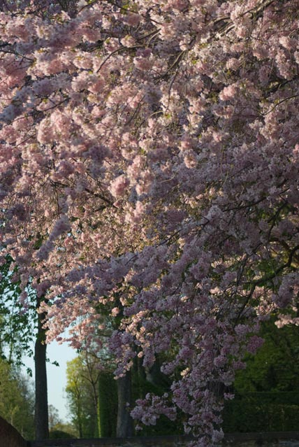 Die japanische Kirschblüte im Schwetzinger Schlosspark