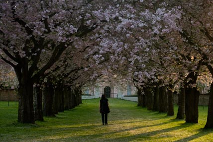 Japanese cherry blossoms