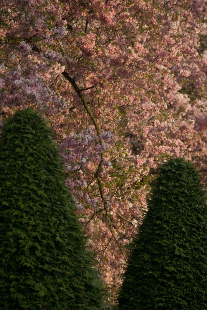 Die japanische Kirschblüte im Schwetzinger Schlosspark