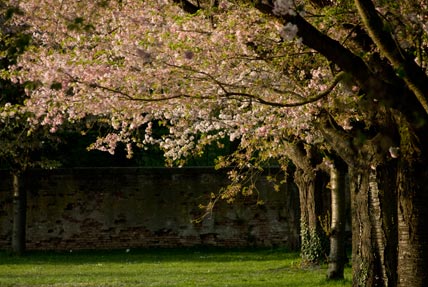 Die japanische Kirschblüte im Schwetzinger Schlosspark