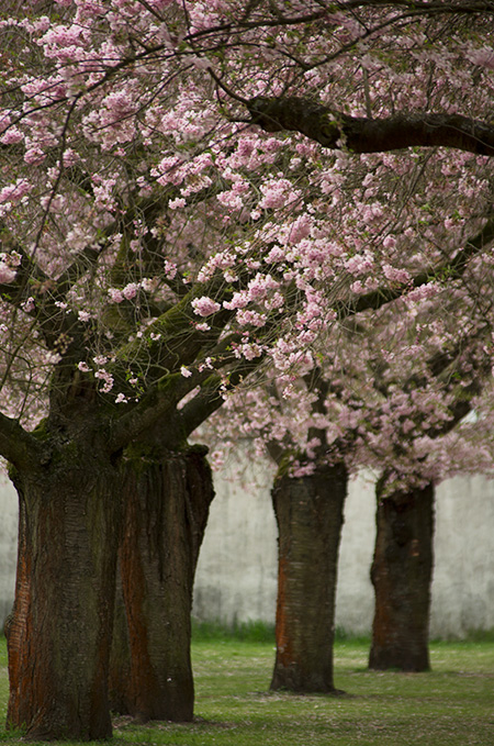 japanische Kirschblüte 
