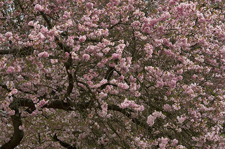 Japanese cherry blossoms