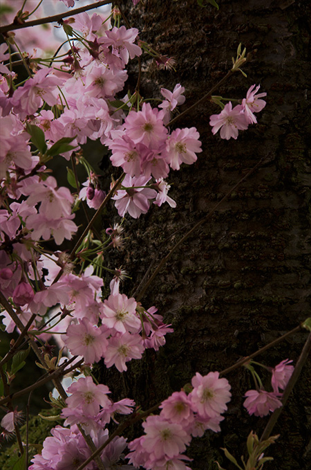 Japanese cherry blossoms 