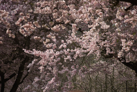 japanische Kirschblüte 