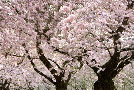 Japanese cherry blossoms