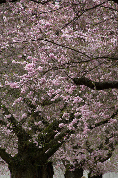 Japanese cherry blossoms