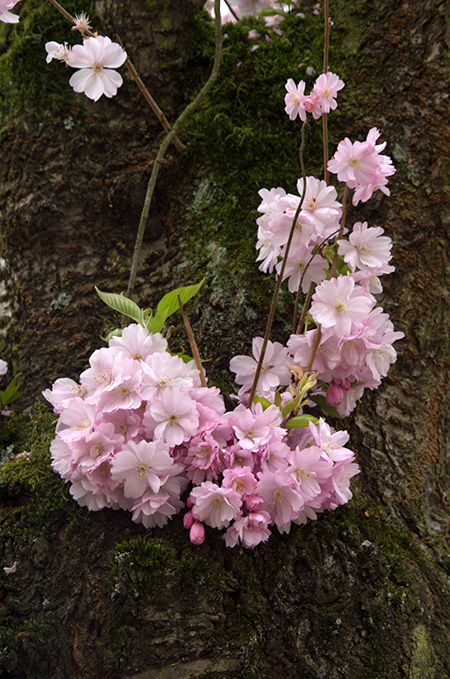 japanische Kirschblüte