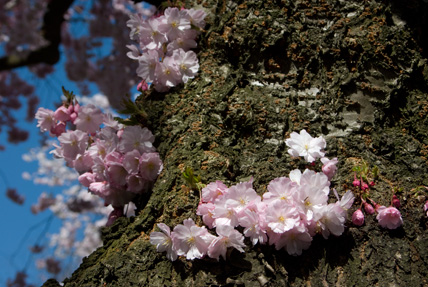 japanische Kirschblüten direkt am Stamm