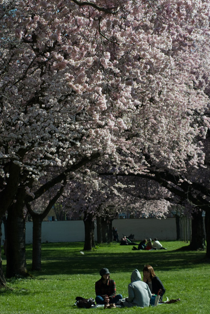 japanische Kirschblüten