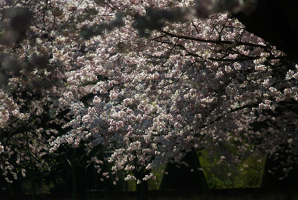 japanische Kirschblüte