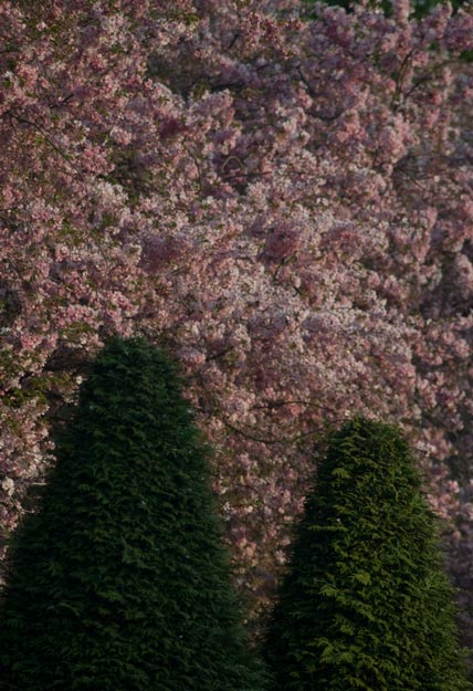 Kirschblüte im Schwetzinger Schlossgarten